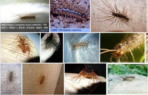 老婆虫图片,自然界的微型奇迹