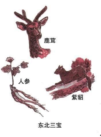 东北三宝图片