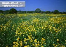 木花资料,传统植物文化的传承与创新