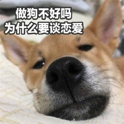 单身狗搞笑图片,搞笑图片带你领略单身界的幽默风采